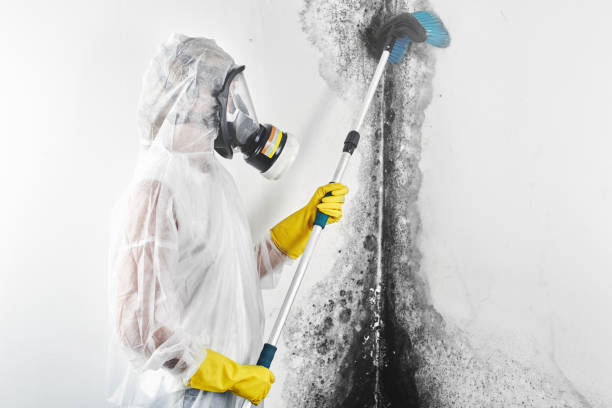 Best Mold Odor Removal Services  in Clover Creek, WA