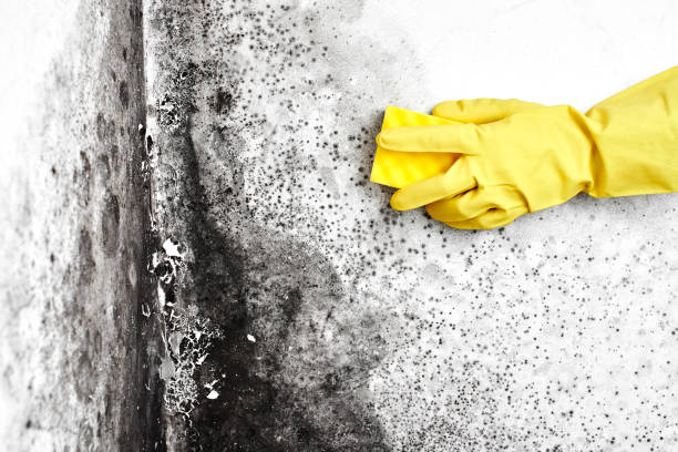 Best Mold Removal for HVAC Installations  in Clover Creek, WA