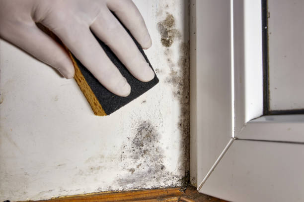Best Air Quality Testing for Mold Spores  in Clover Creek, WA